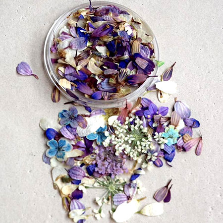 everlasting flower