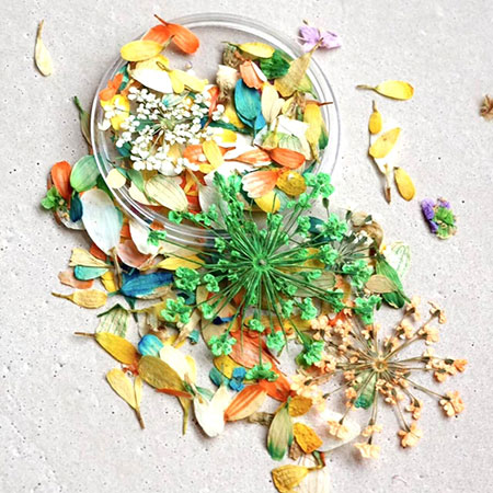 everlasting flower